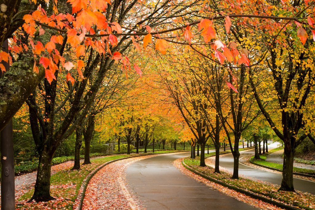A city street in Beaverton Oregon lined with trees showing autumn fall colors.